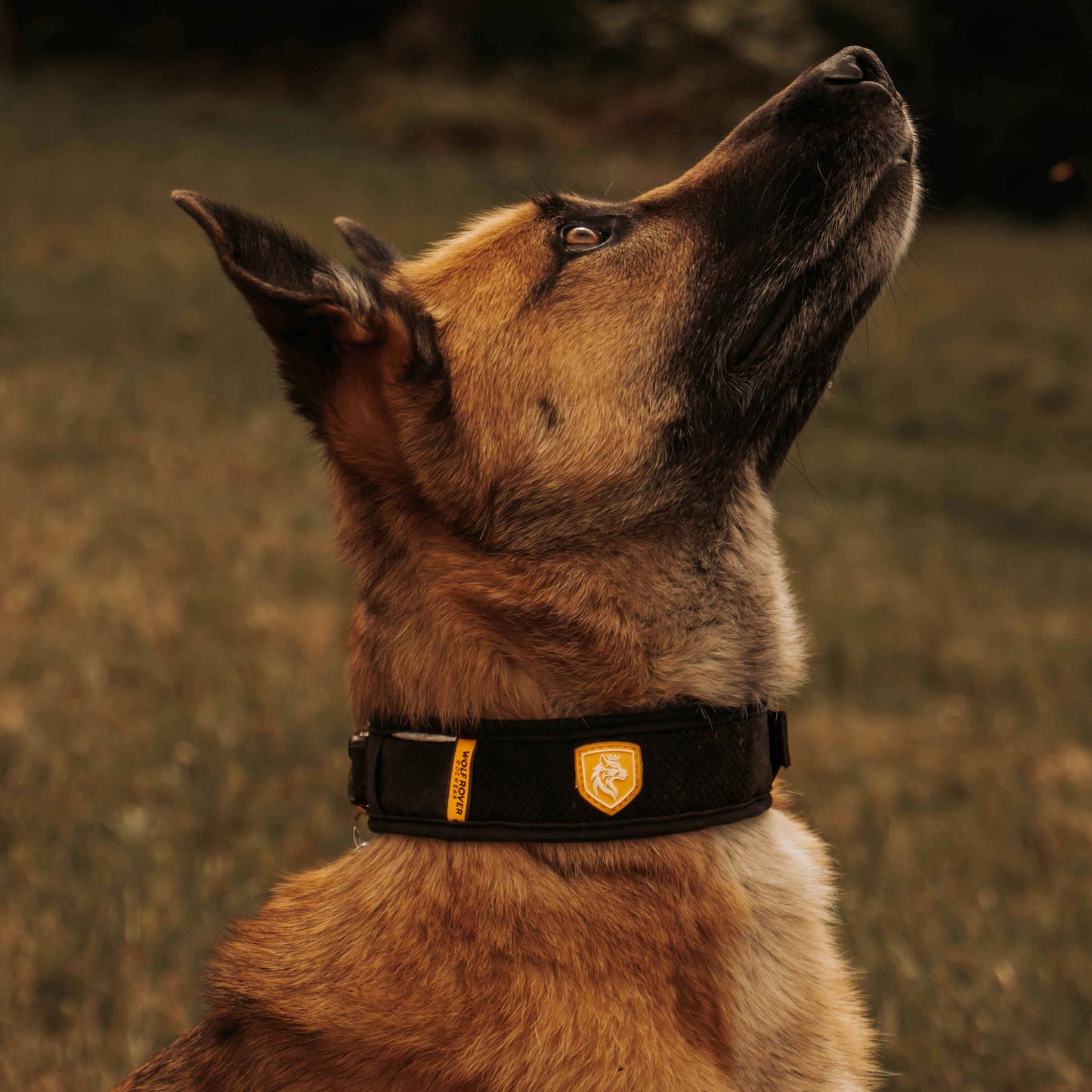 Wolf Rover │ StridePro Collar