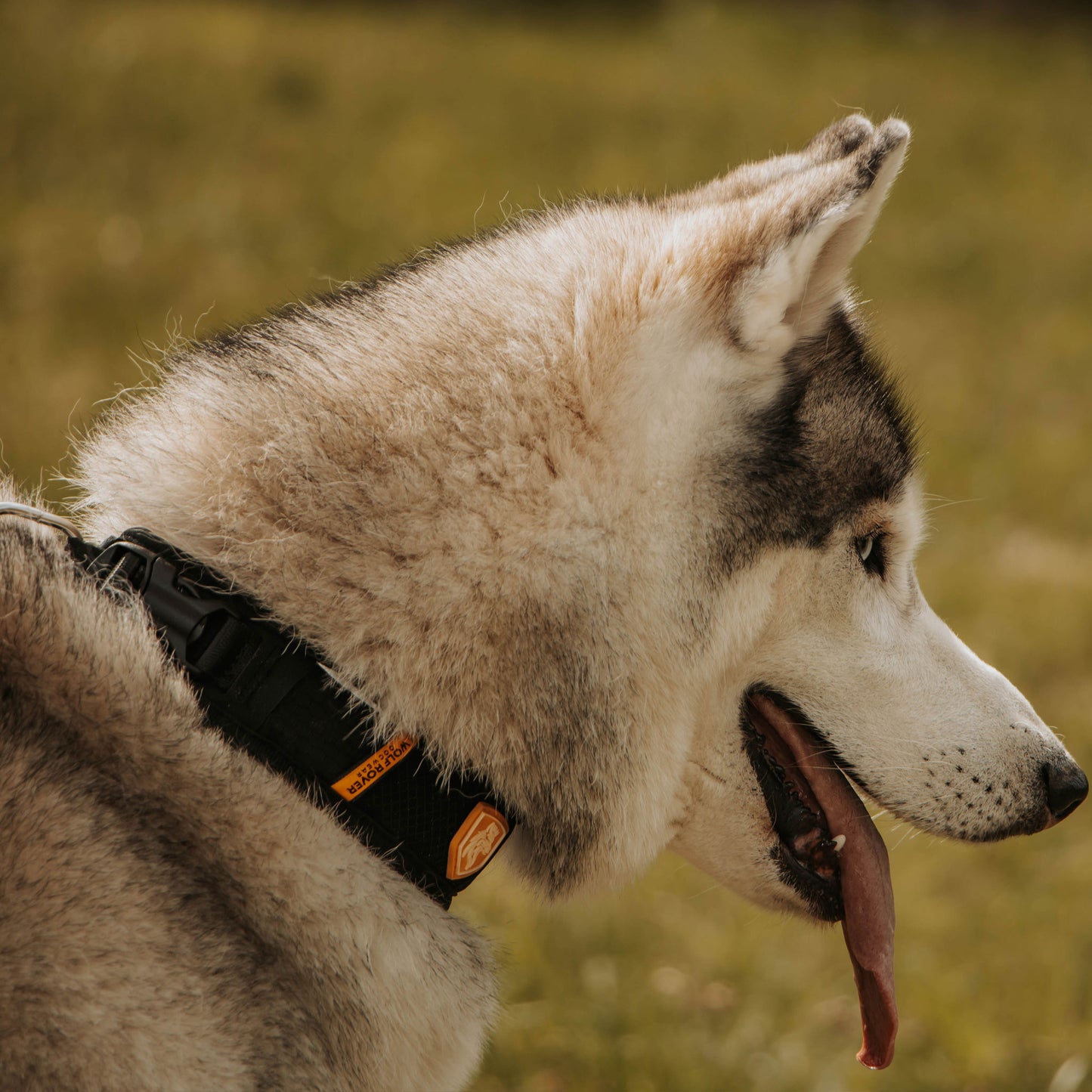 Wolf Rover │ StridePro Collar
