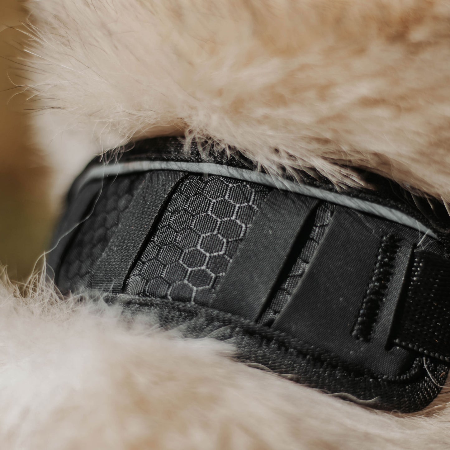 Wolf Rover │ StridePro Collar