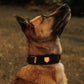 Wolf Rover │ StridePro Collar