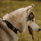 Wolf Rover │ StridePro Collar
